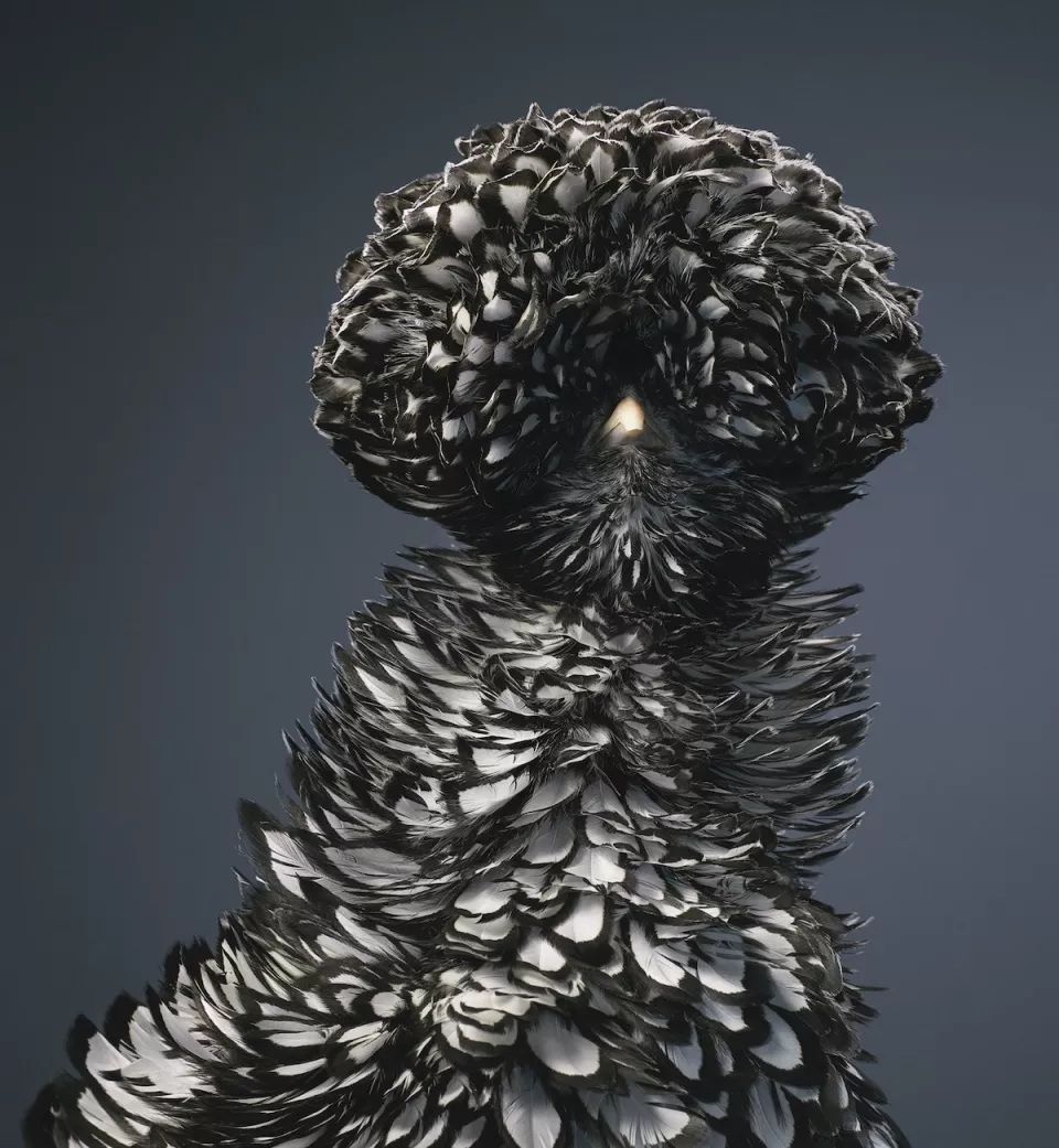 近年来濒危的野生动物有哪些,濒临灭绝的珍稀野生动物