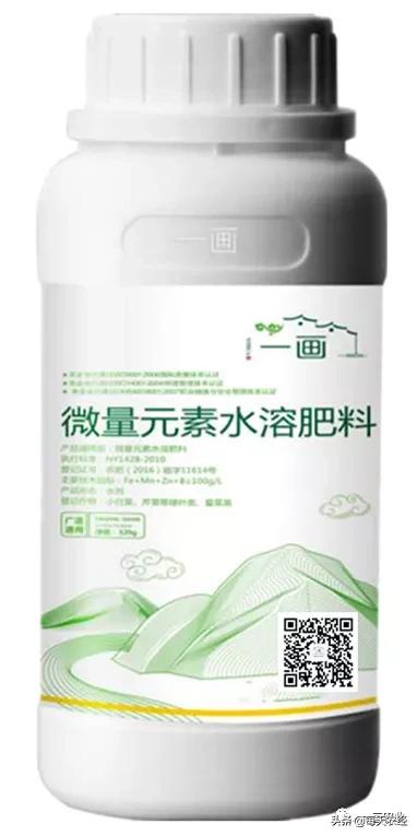 露地西瓜裂瓜的原因与防治,介绍大田西瓜裂瓜的原因怎么管理