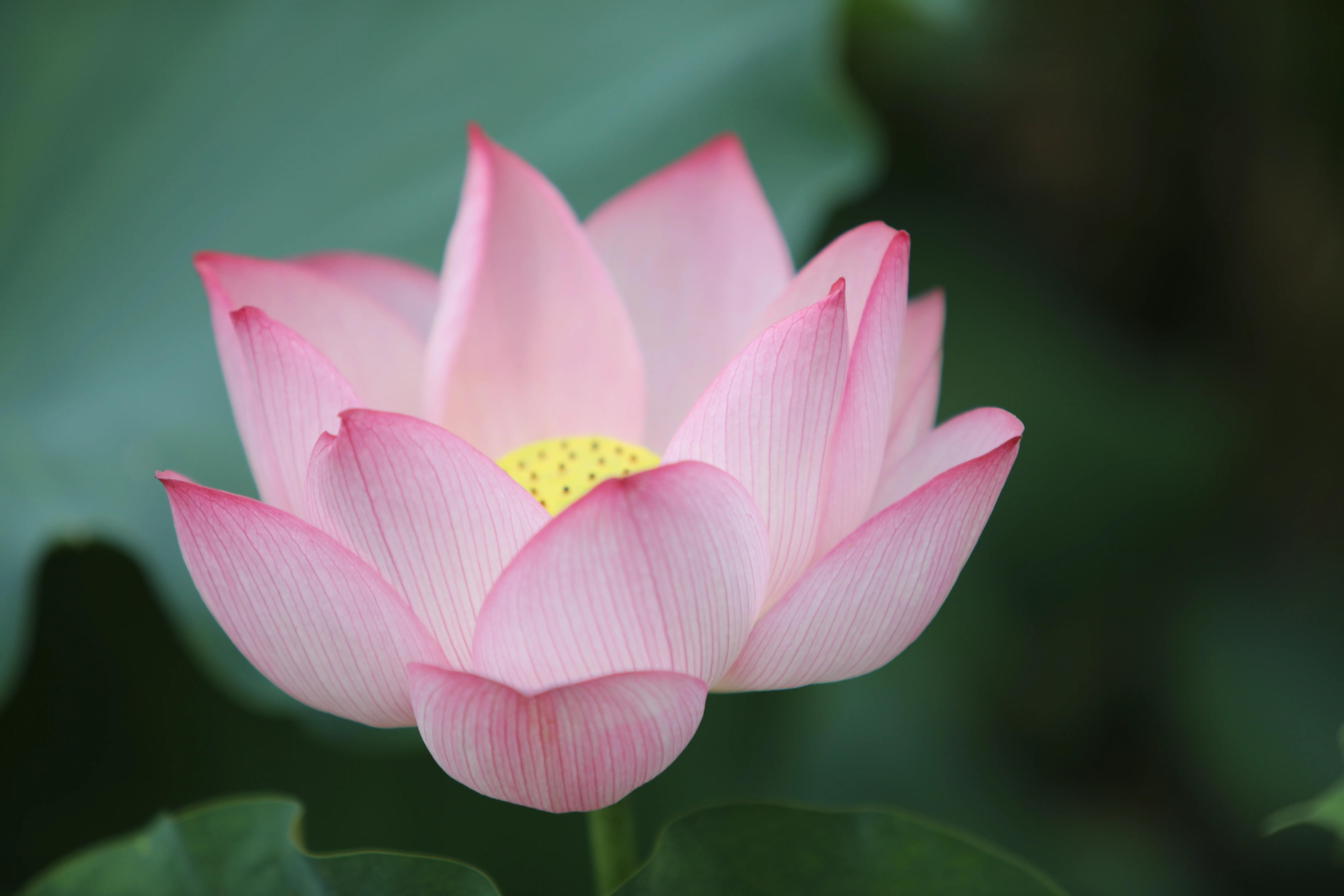 武汉高校中，最美武汉大学，“亚美”属于中南财经政法大学