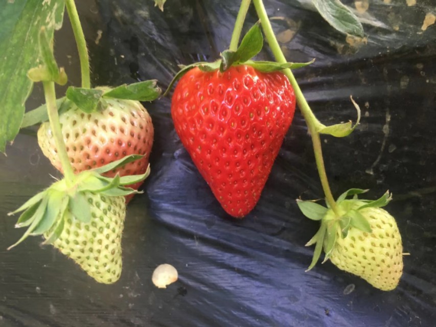 现在哪里有大棚种植草莓,大棚草莓种植草坝