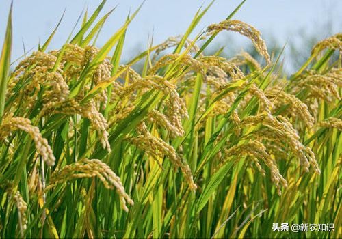 水稻种植都需要用什么推广技术,水稻种植的改进措施