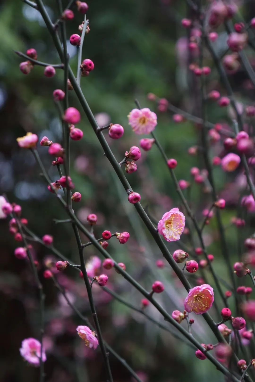 陆游春节的诗,陆游写的关于成都的诗