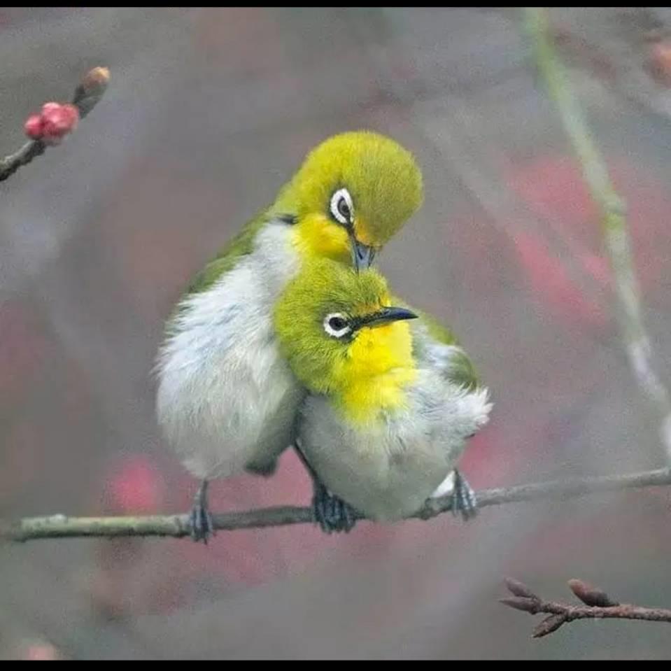 养绣眼技术大全,养绣眼的十大技巧