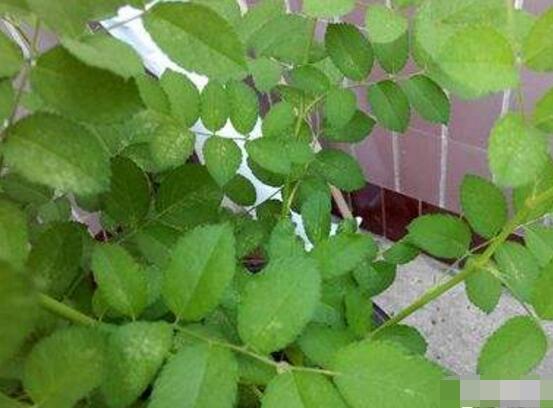 蔷薇花叶子发黑枯萎是什么原因,蔷薇花叶子发白怎么回事