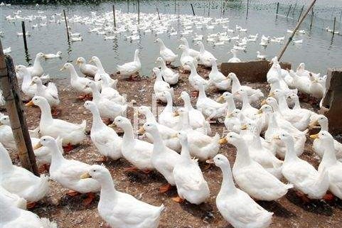 水禽常见疾病及治疗方法,水禽用药