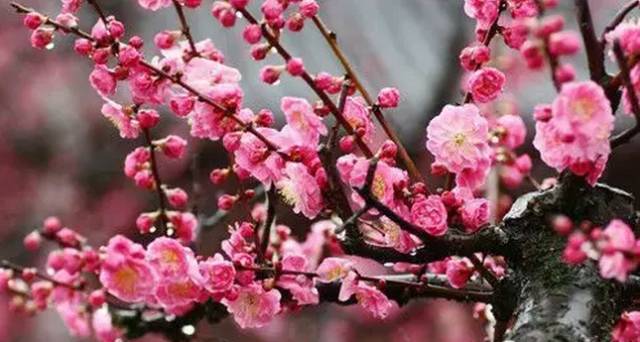 中国十大名花你认识几种呢,中国十大名花你喜欢哪种呢