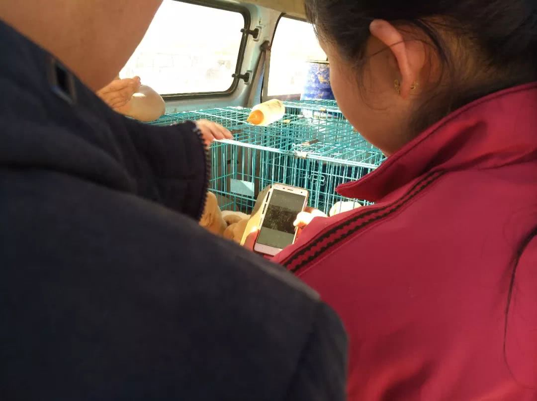 顾客开价600元收购多只，商贩却表示拉布拉多犬最少700元一只！