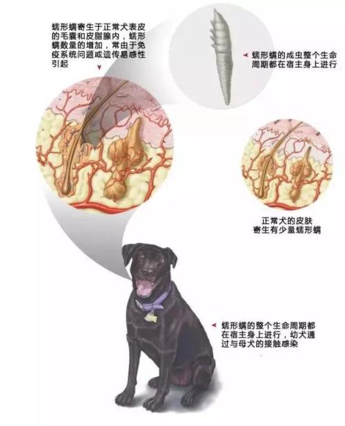 犬常见皮肤病,犬常见皮肤病症状有哪些
