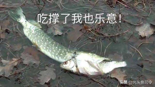 中国顶级鱼类大全你认识多少,十大淡水掠食性鱼类排名