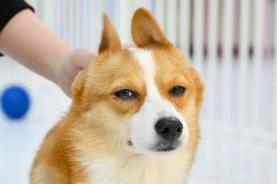 吸屁屁，短腿大耳肉嘟嘟，这家店进去就出不来了…