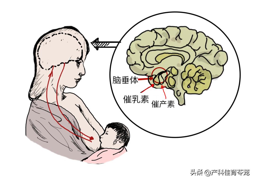 母乳喂养24小时吸吮频率,新生儿早吸吮早接触的好处