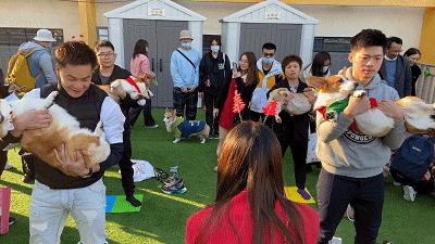 狗狗相亲大会30只柯基,柯基找对象要找有经验的大狗吗