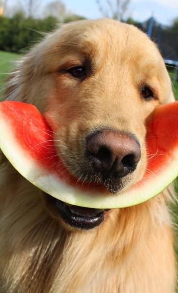 让金毛长得好的狗粮,怎么让金毛喂食不咬人