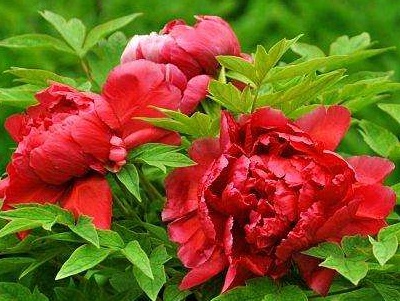 牡丹怎么养成老桩,牡丹怎么养用什么肥料