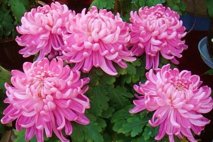 为什么有人说中国国花是牡丹,中国的国花为什么要选牡丹呢