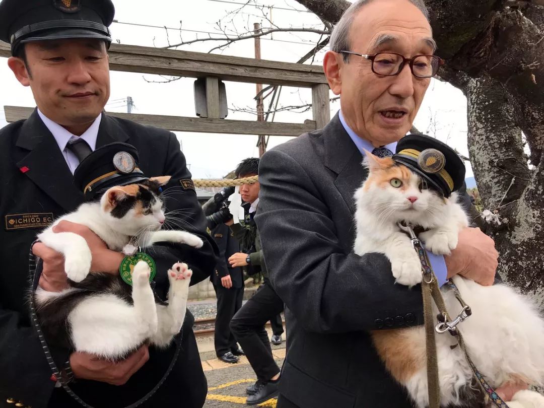 告别流浪猫展览再现12个吸猫圣地,最治愈的吸猫胜地