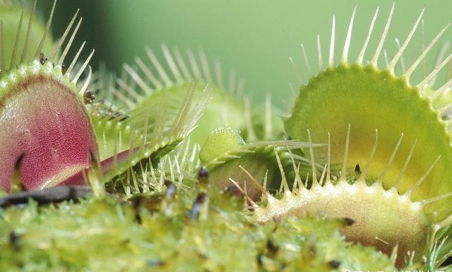 捕蝇草养护的视频,捕蝇草养护