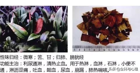 史上最全中草药图谱（附主治功效）（一）