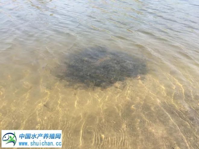 河蟹养殖现状和前景,河蟹养殖技术高产的要点有哪些