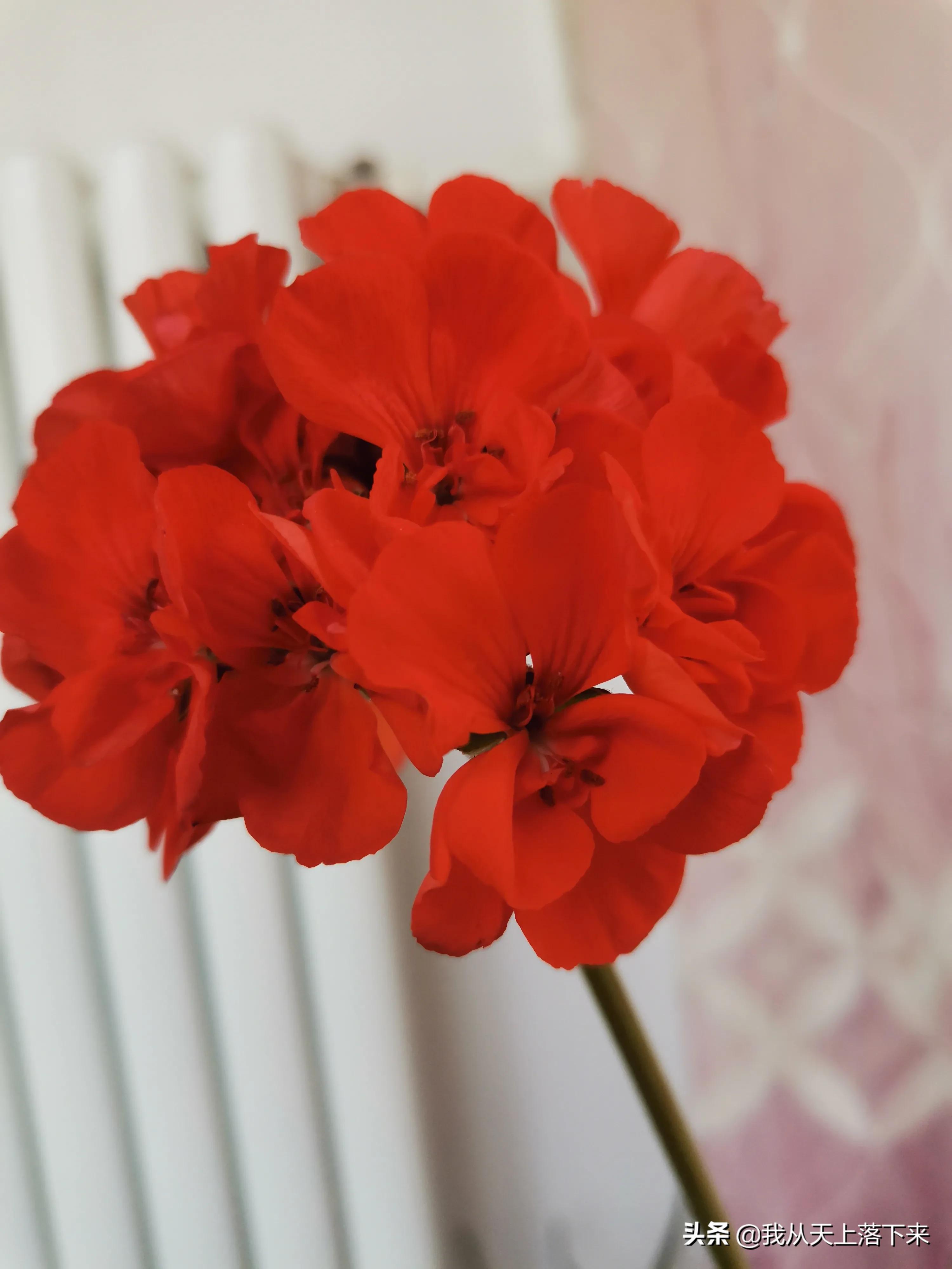 100张花朵美图,100张花图片大全