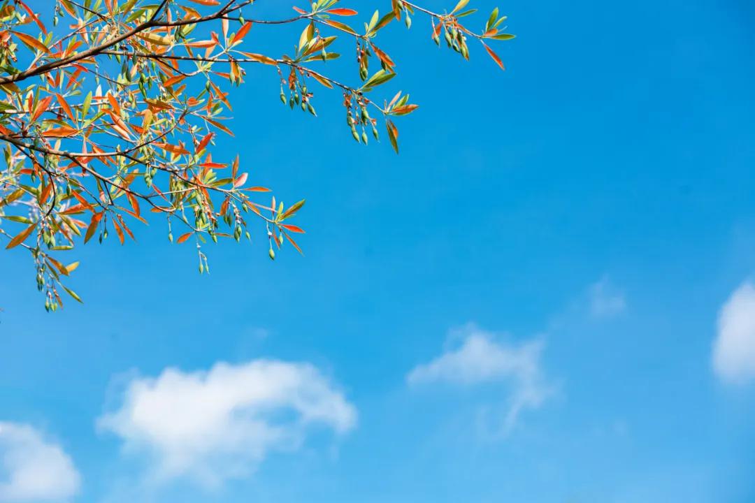 冻干银耳秋季养生,银耳怎么吃滋阴效果最好