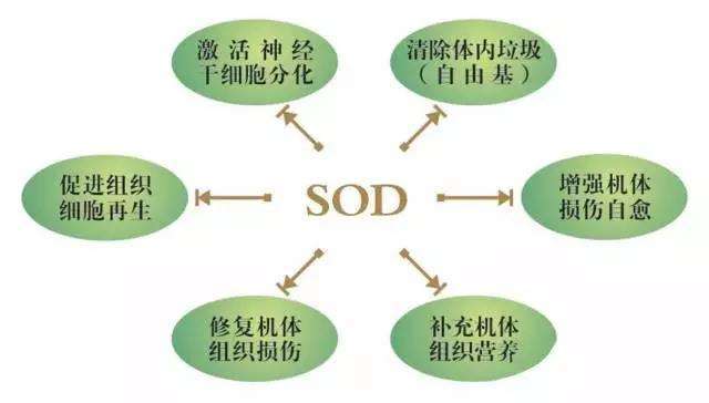 sod玉米胚芽粉到底是什么,sod是啥