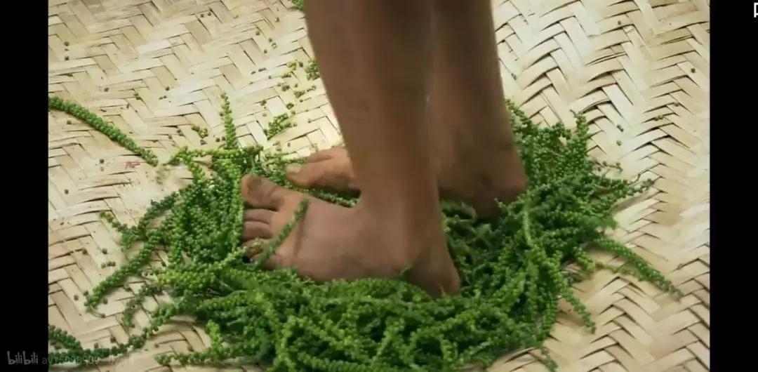 黑胡椒白胡椒香料介绍,山胡椒怎么分白胡椒和黑胡椒