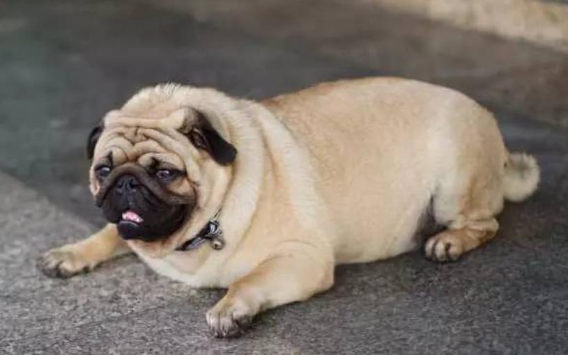 狗腿弯曲怎么回事,狗腿后腿弯曲怎么矫正