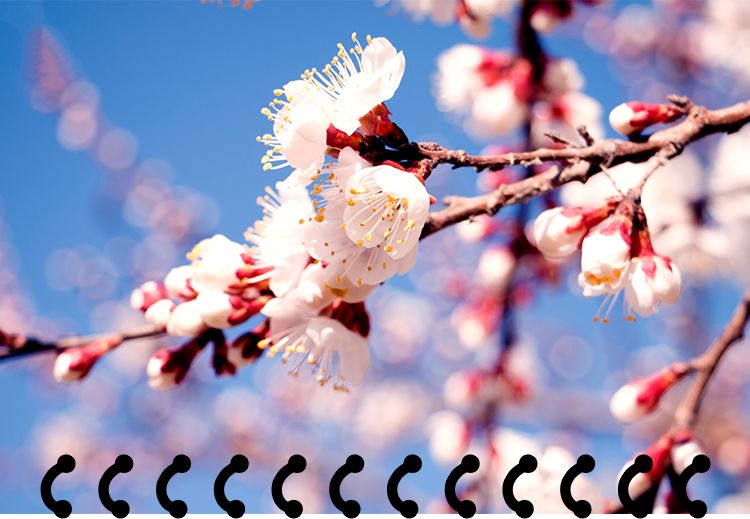 又是人间四月天踏青赏花正当时,正是人间芳菲时