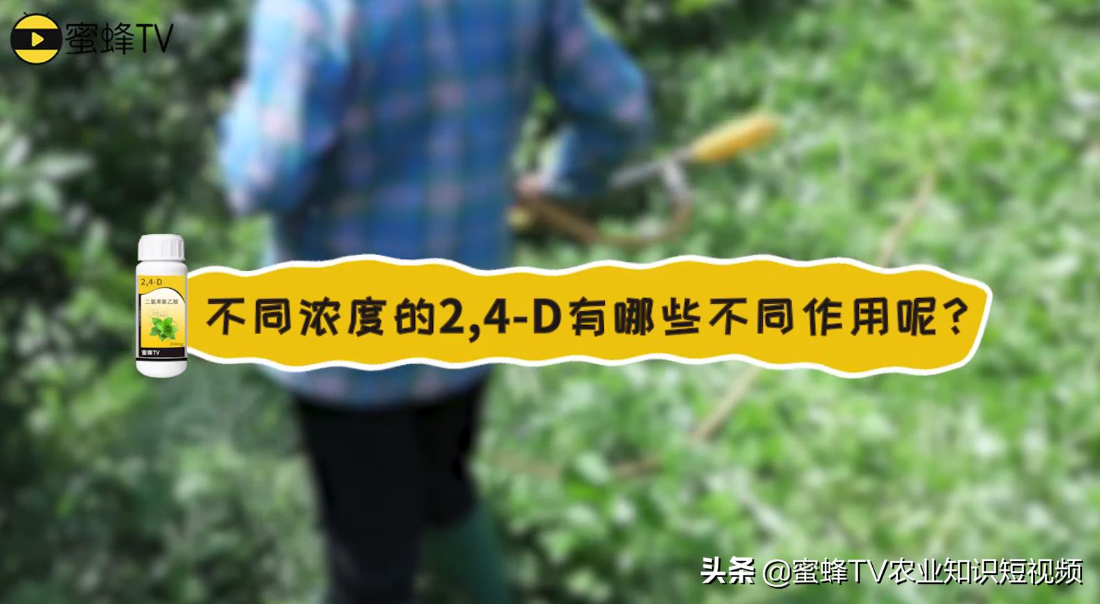 2.4-d用什么溶解,2-4d用什么来稀释