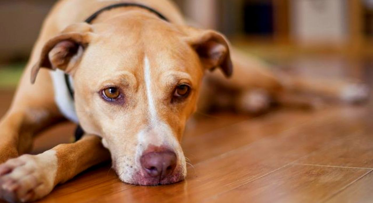 狗吐黄水和白沫不吃东西怎么回事,狗吐白沫能传染到另外一条狗吗