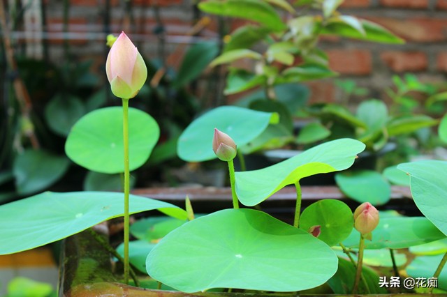 碗莲种藕种几棵好养活呢,碗莲种藕种了一个星期不长叶