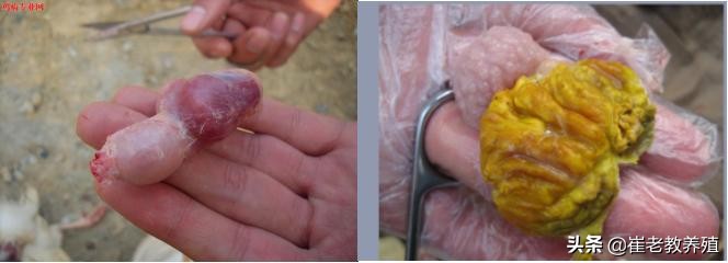 鸡得腺胃炎症状图片,鸡腺胃炎防治方案