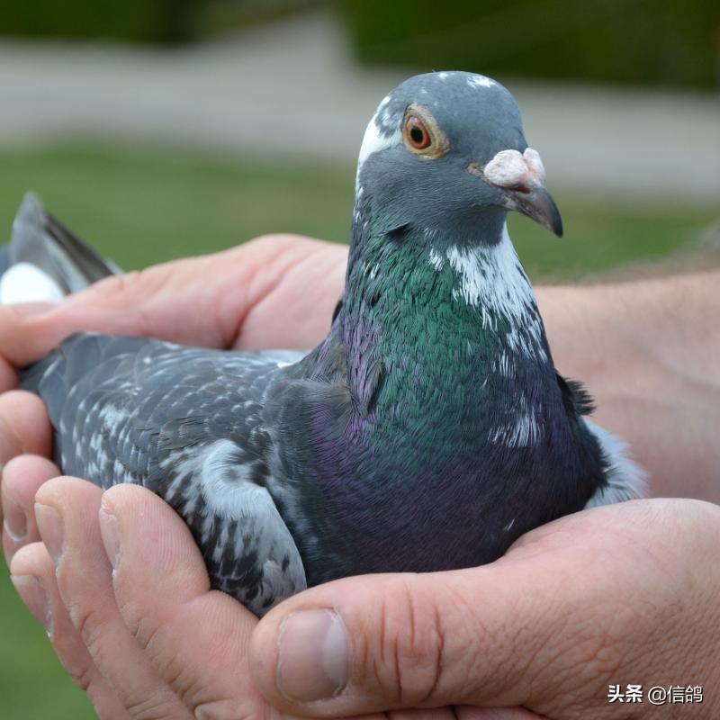 飞好一路鸽子才是致胜之道，贪多嚼不烂