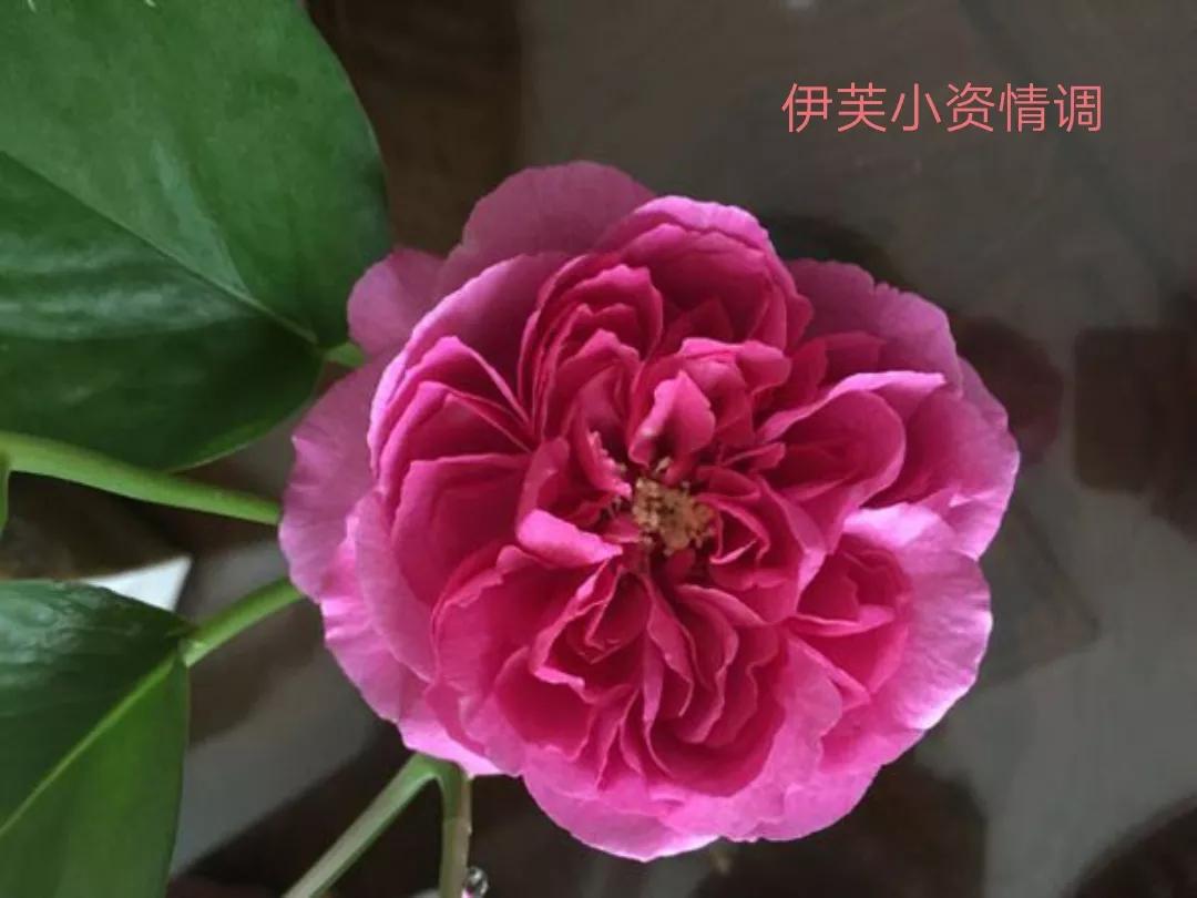 适合做切花的月季品种,十大公认最好切花月季