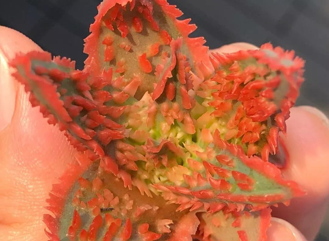 园艺观赏芦荟,园艺芦荟图鉴说明