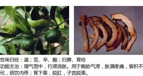 常用中草药名称大全图片及药效,常用中草药药效大全