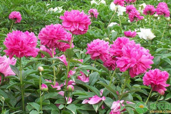 芍药黄叶是什么原因造成的,芍药发黄肥料大怎么处理