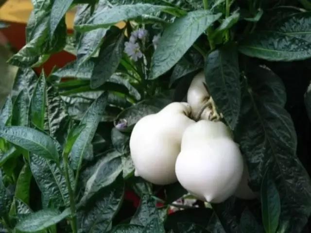 奇花异草图片,奇花异草的赞美句子