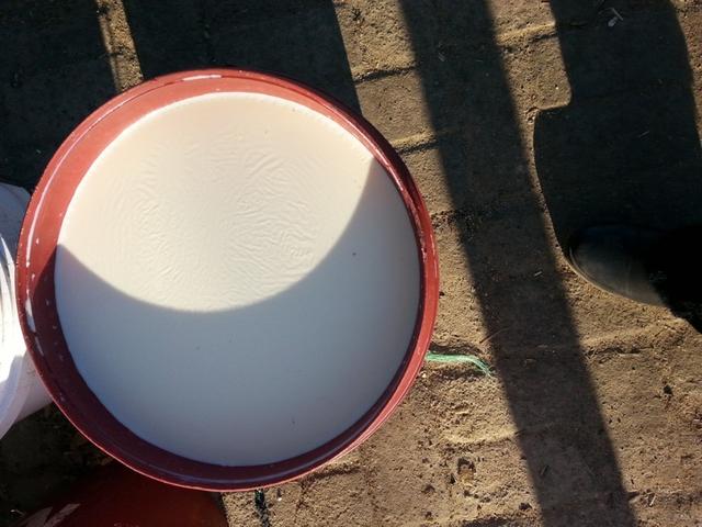 奶牛场挤奶注意事项,奶牛挤奶怎么处理可以喝