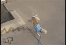 新郎抱不起老婆的搞笑视频,新郎抱不动新娘怎么化解尴尬