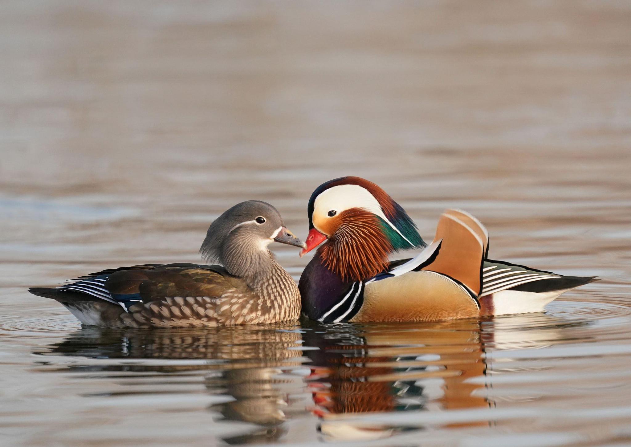 全世界一夫一妻的动物,大自然一夫一妻制的动物