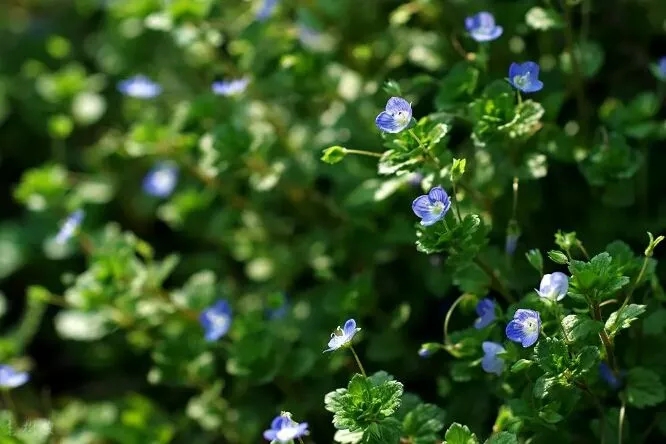 梦参老和尚五台山,梦参老和尚五台山神奇的故事