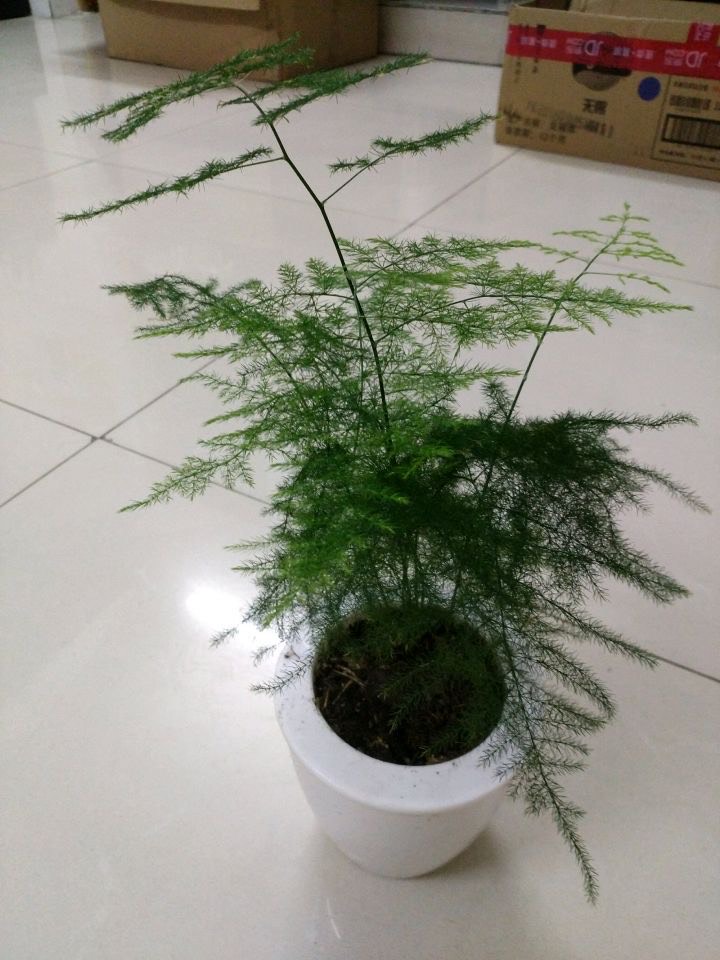 文竹黄叶一定要剪掉，做好“3件事”，新芽不停长，如层层翠云