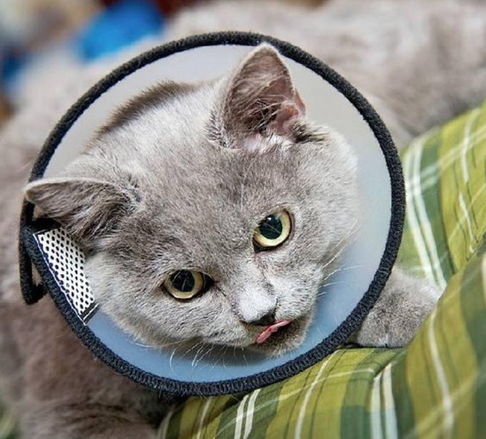 猫咪外伤导致眼睛发炎用什么药,猫咪外伤用什么药愈合伤口