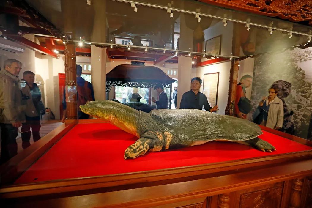 1965年的黄河巨龟到底长什么样,1965年黄河巨龟事件的视频