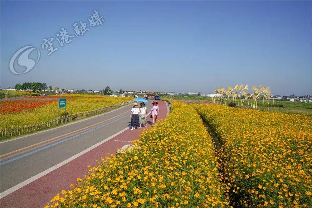 双流哪里可以赏花看飞机,双流附近赏花攻略路线