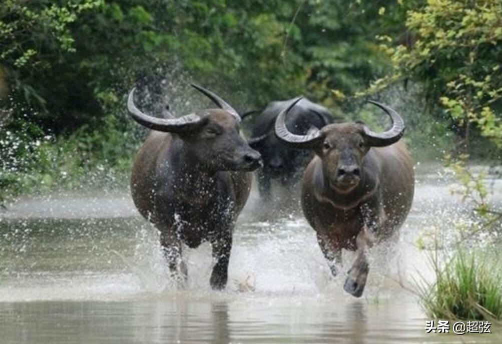 老虎在自然界有没有天敌,自然界里的老虎有多凶猛