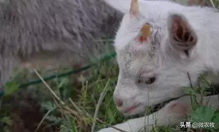 羊传染性脓疱病治疗方法,羊传染性角膜结膜炎治疗方法