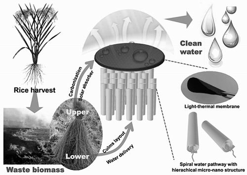 水稻秸秆提炼糖,水稻秸秆回收做生物质颗粒